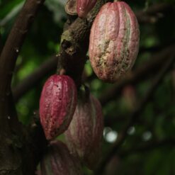 kakaouba