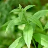 sidrunaloisia